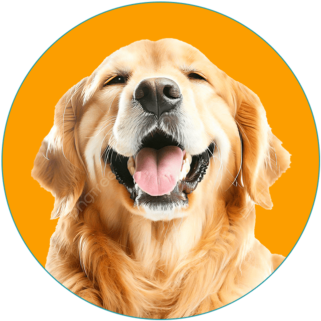 UK and Europe Pet Taxi