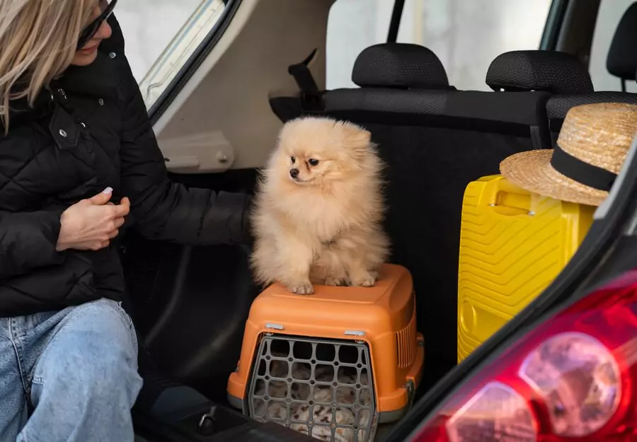 Pet transport from Essex to Europe In Pet taxi