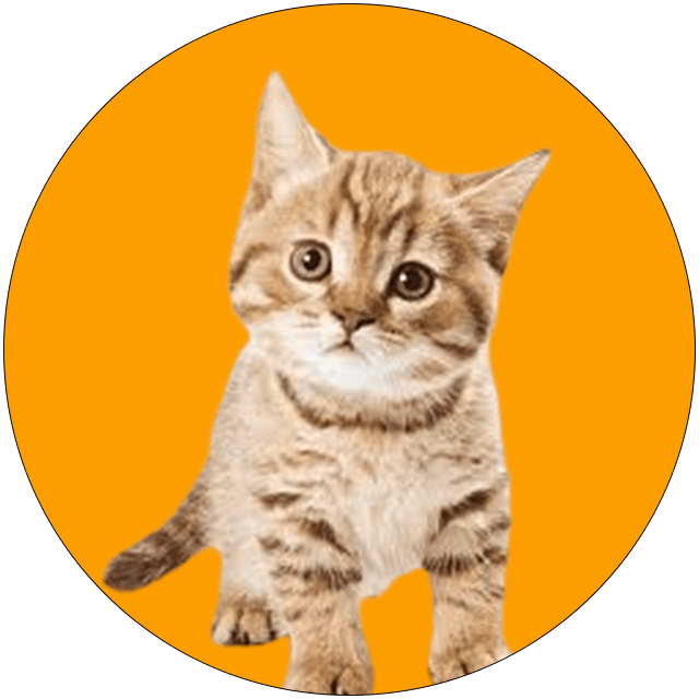 certified cat transport service in UK