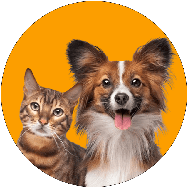 Cat and dog together