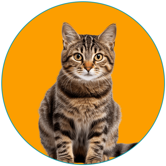 best cat transport service UK