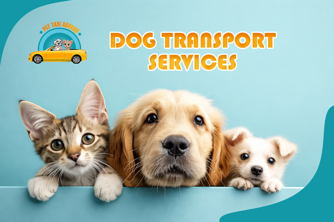 Best Dog Friendly Taxi for Pet Transport